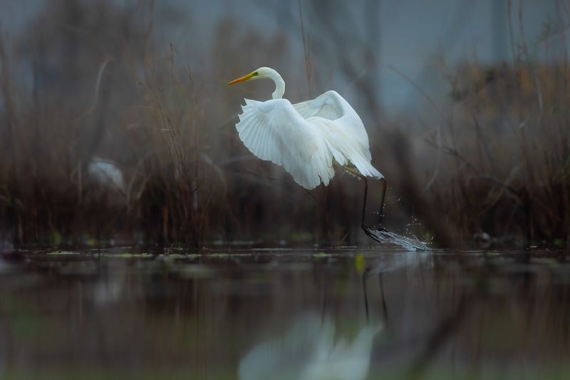 Angelic фото превью