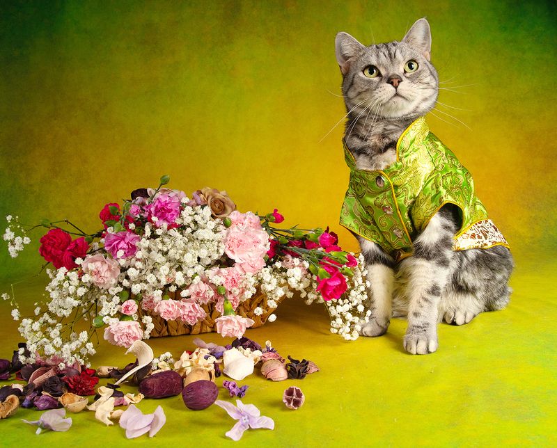 cat, cats, кот, кошка, домашние любицы,американский короткошерстный кот, american shorthair cat,цветы Маркиз. Ждём Весну фото превью