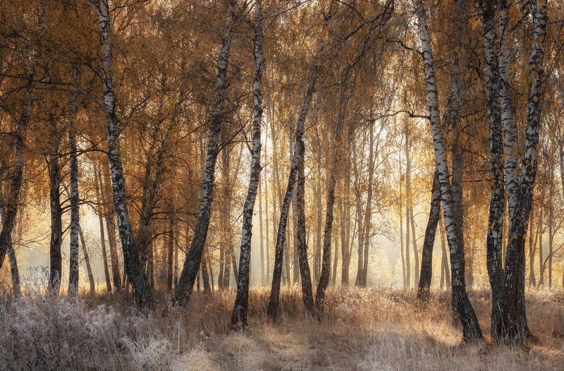 Утро красит нежным светом... фото превью