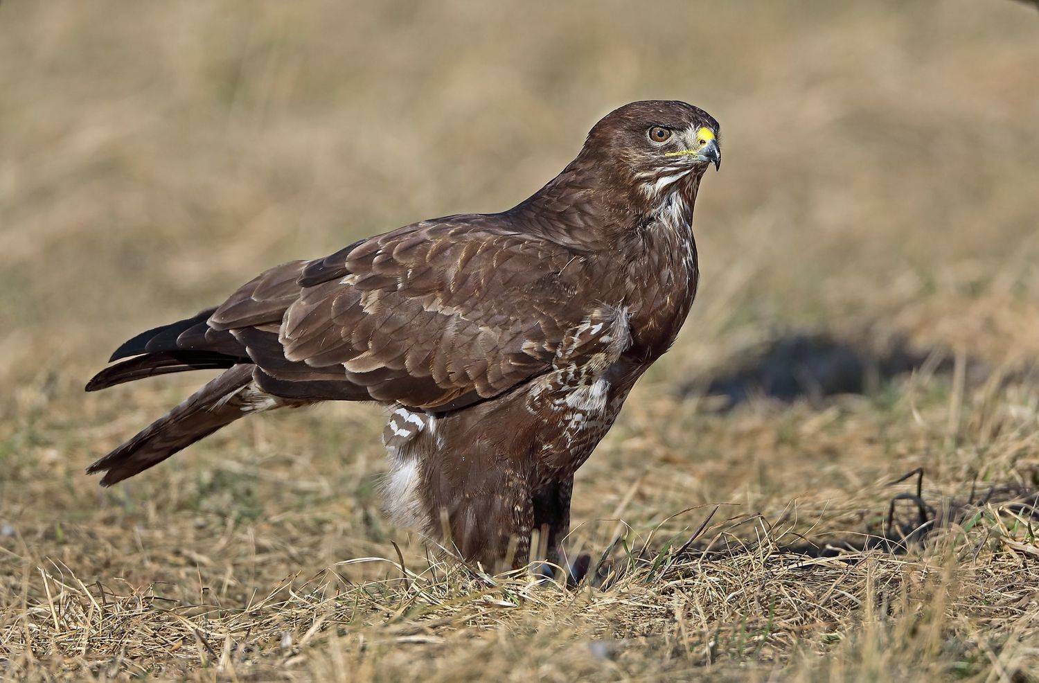 канюк, Александр Гусар