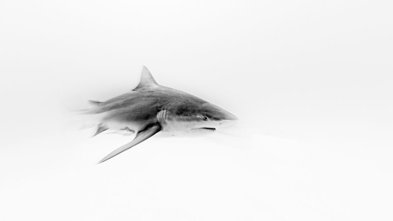 ghost фото превью