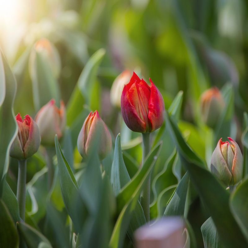 Весна фото превью