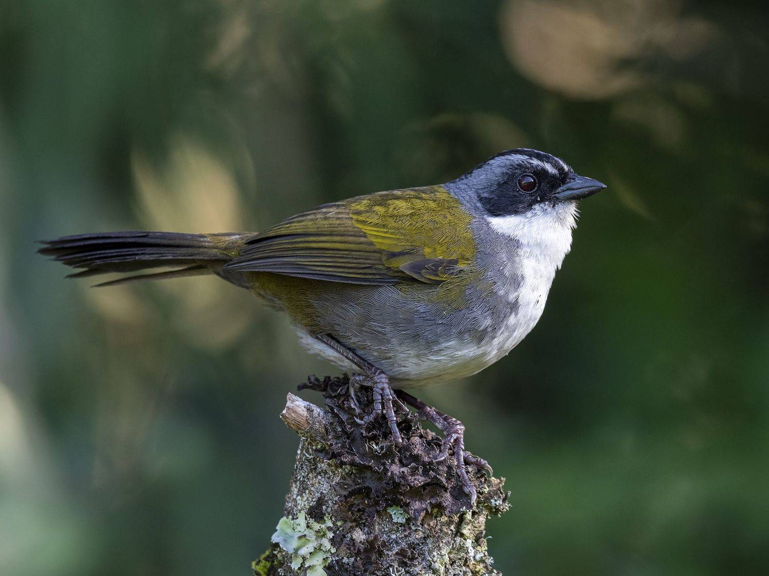 , Fernando Burgalin Sequeira