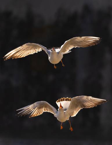 Gulls