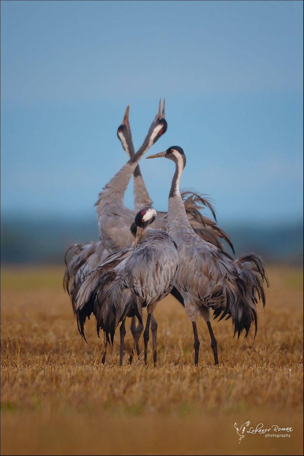 , Лобанов Роман