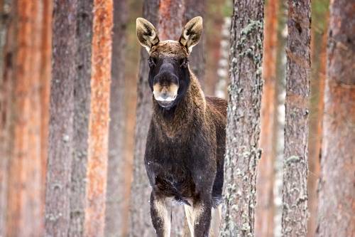 Лось.