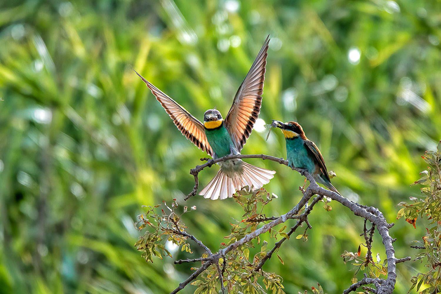 birds: bee eater; guepier; sparrow; perching; flying, Sib&eacute;