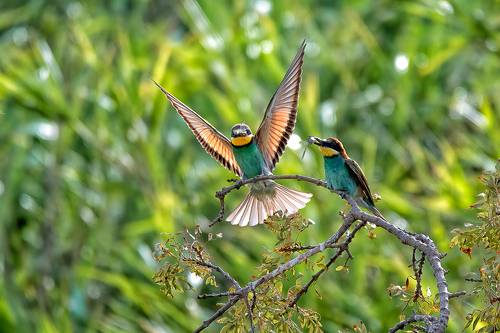 European Bee Eater