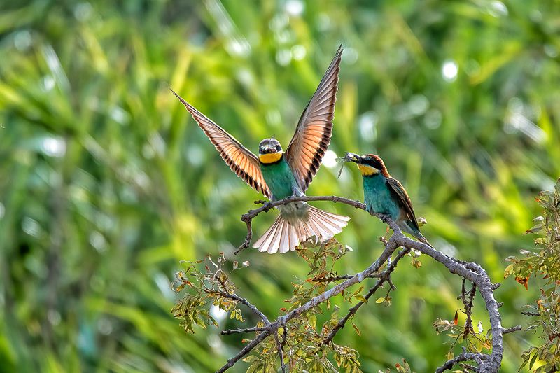 birds: bee eater; guepier; sparrow; perching; flying European Bee Eater фото превью