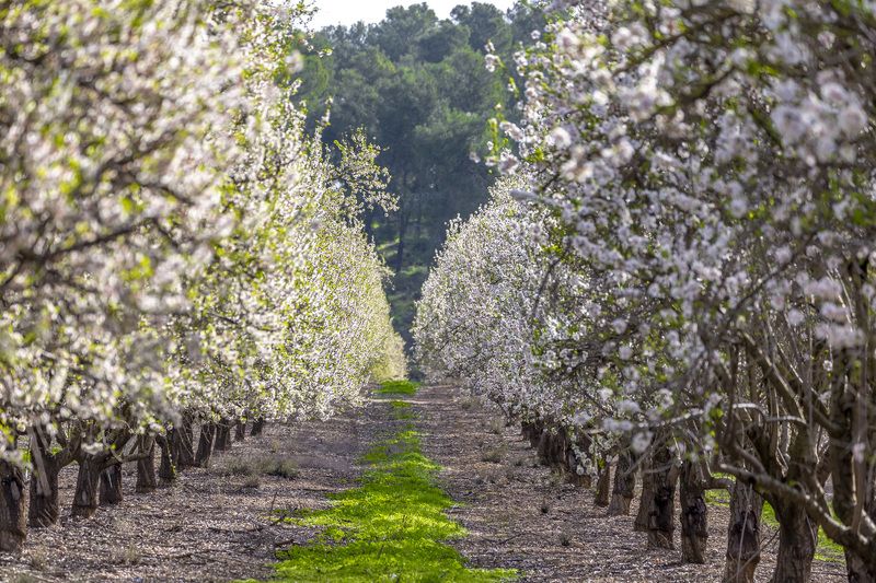 flowering trees фото превью