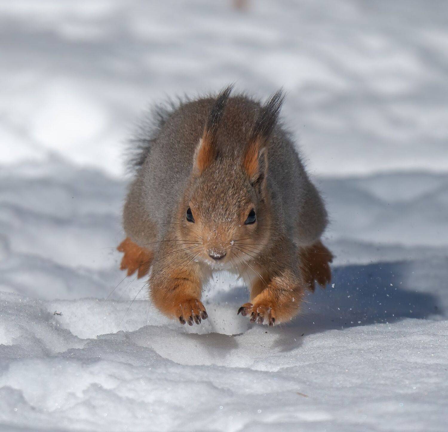 , Константин Дэм