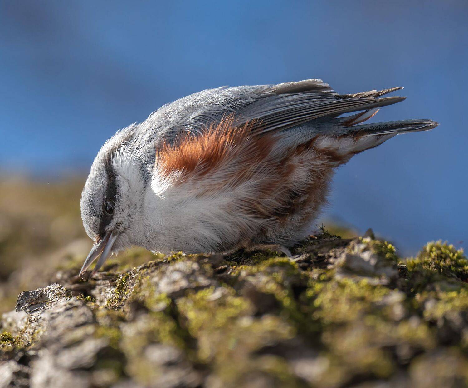 , Константин Дэм