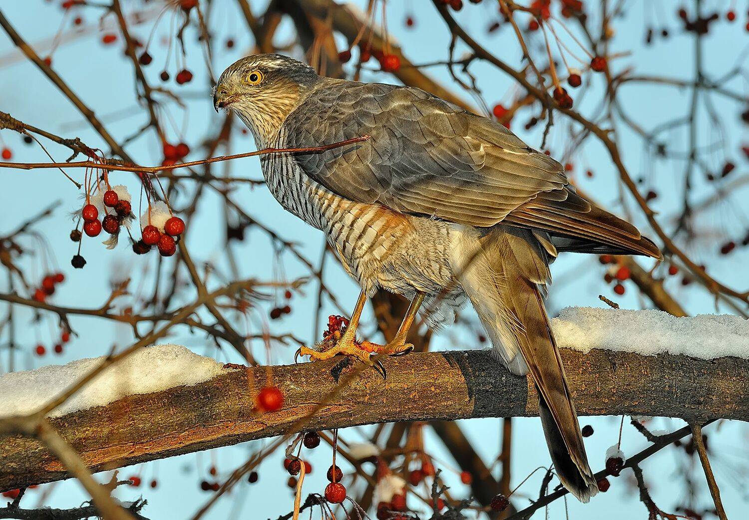 , Олег Бунеев