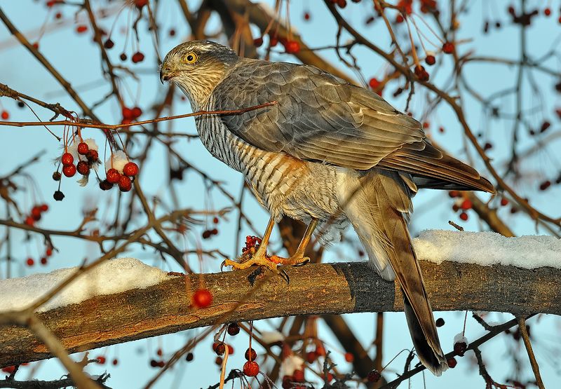 Ястреб - перепелятник фото превью