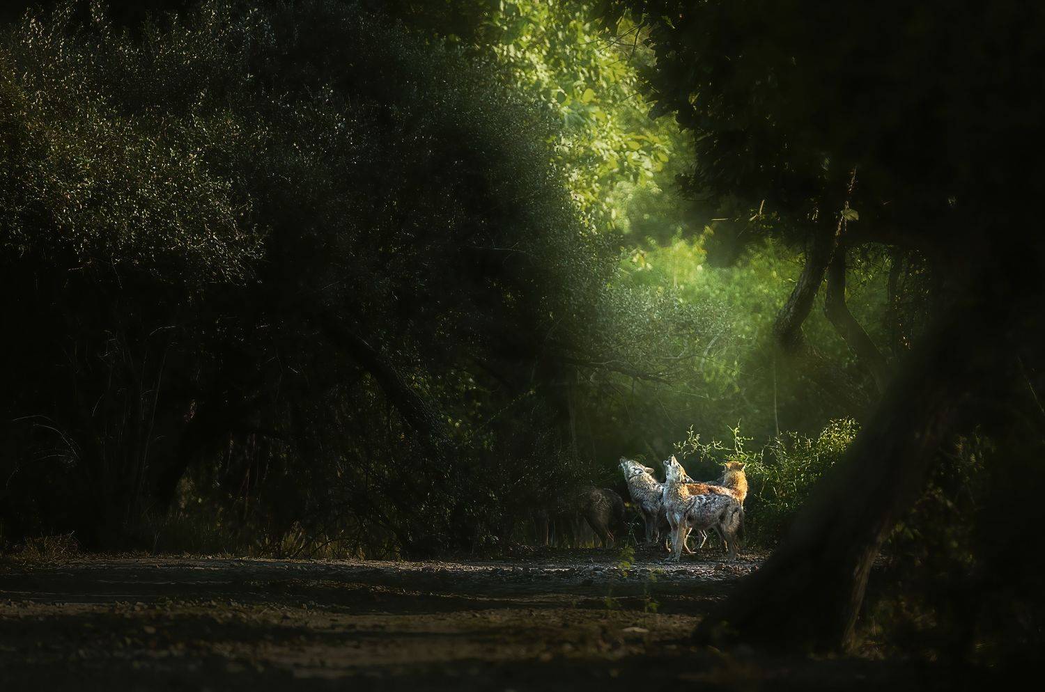 jackal, wildlife, wild, nature, jungle, mood, safari, india, Jayanta Guha