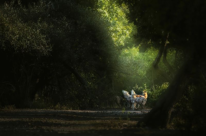 jackal, wildlife, wild, nature, jungle, mood, safari, india Howling Jackals фото превью