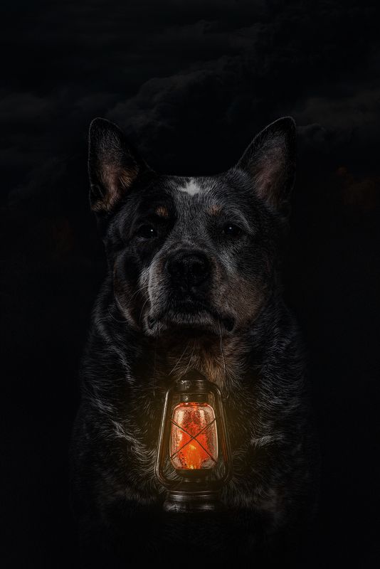 Австралийский хилер фото превью