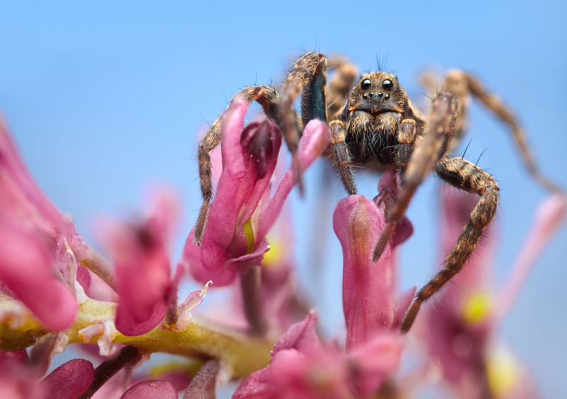 wolf spider macro nature flower color Spider in colour фото превью