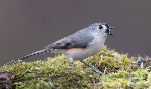 Tufted Titmouse -Острохохлая синица