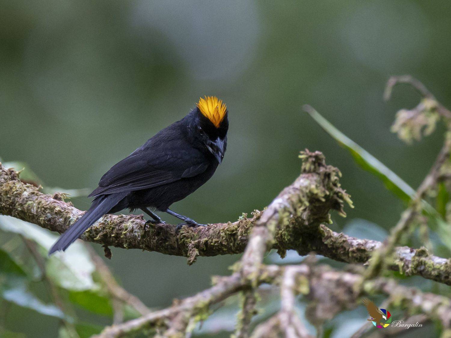 , Fernando Burgalin Sequeira