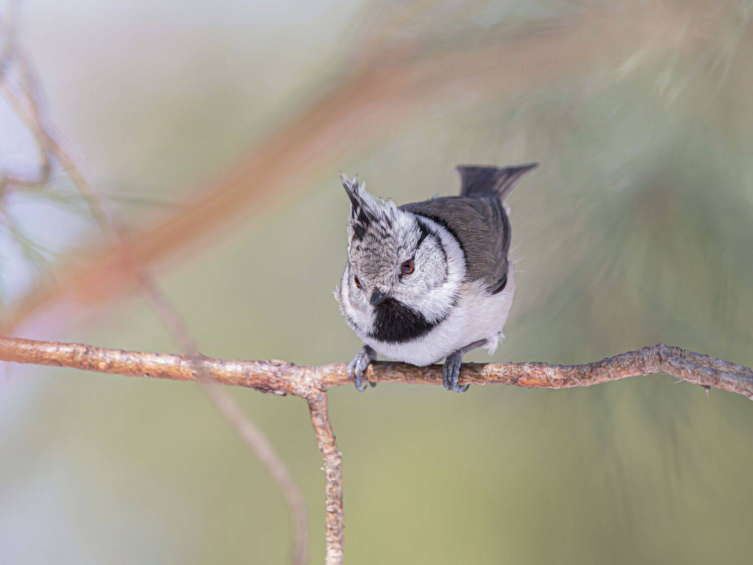 птицы,природа, весна, Андрей Киселёв