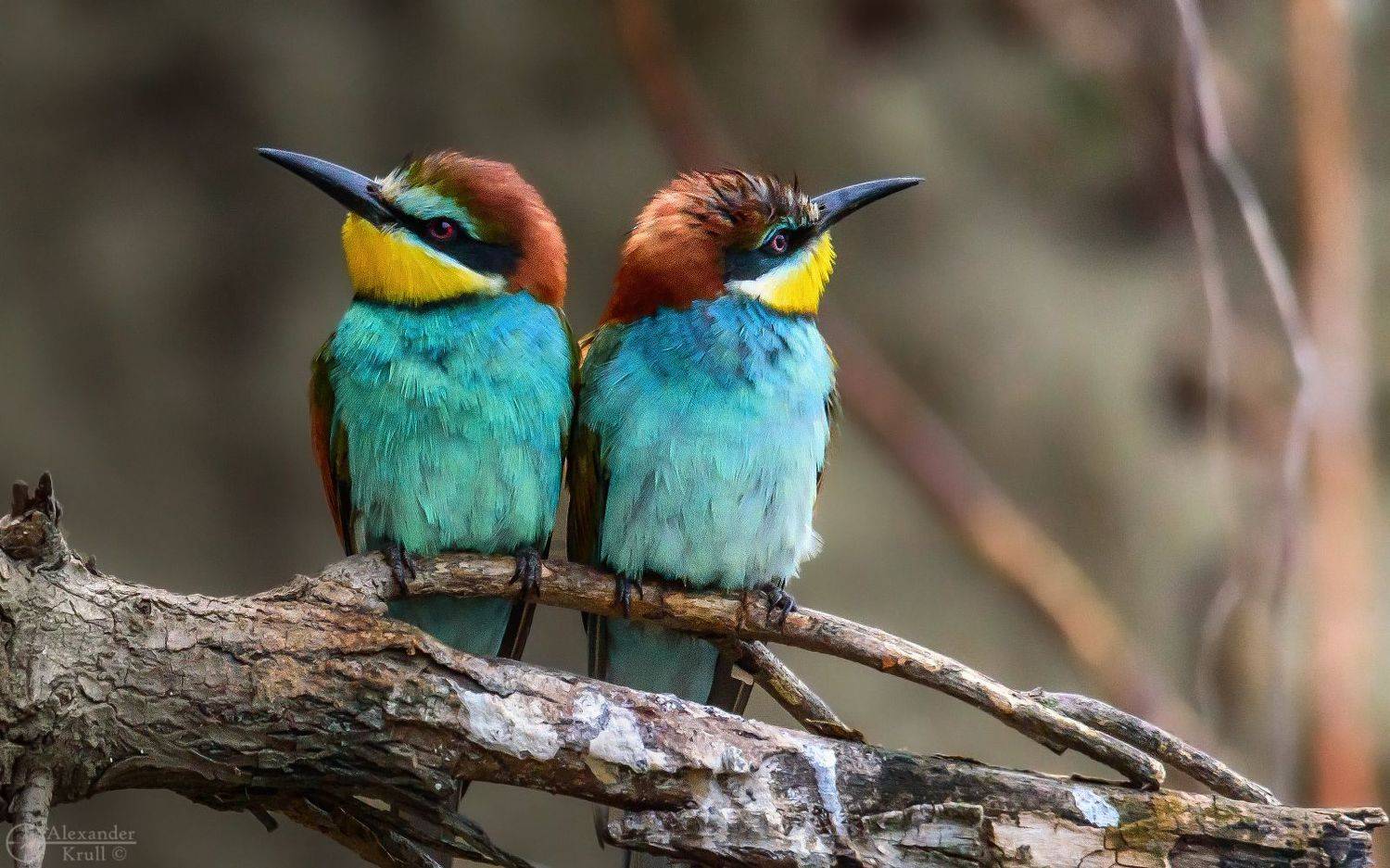 , Александр Круль