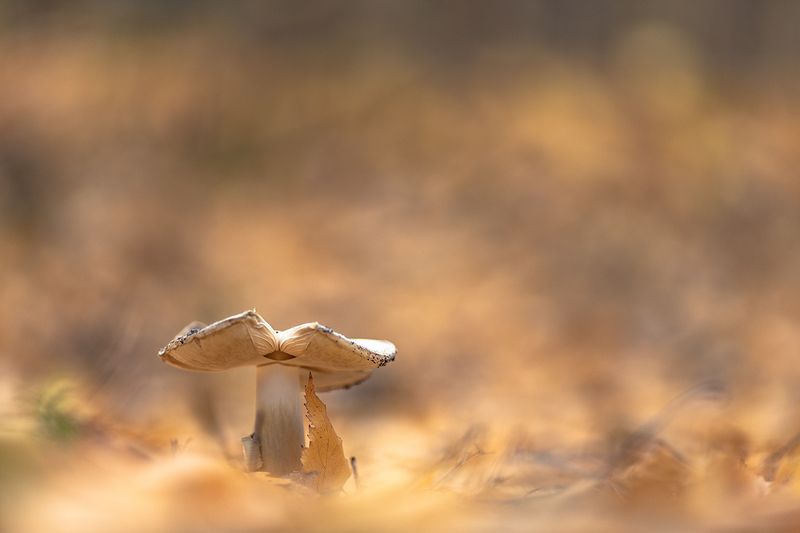 Капитан... фото превью