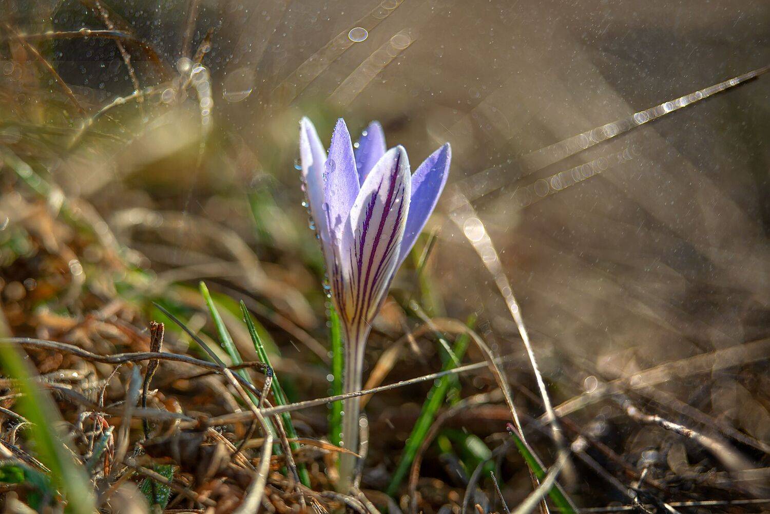 крокус,макро,март,утро, Елена Брежицкая
