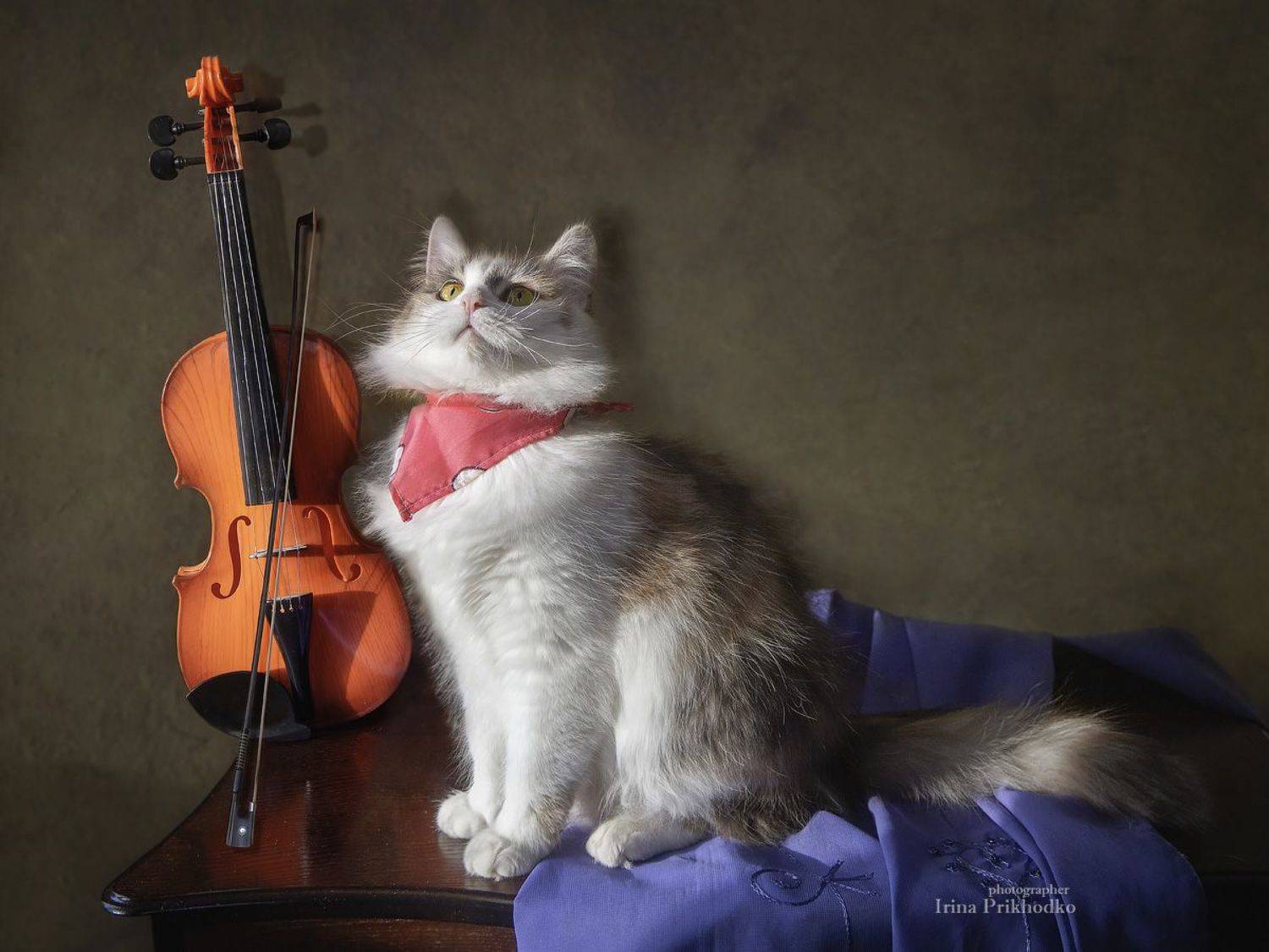 постановочное фото, котейки, домашние животные, скрипка, котики, Приходько Ирина