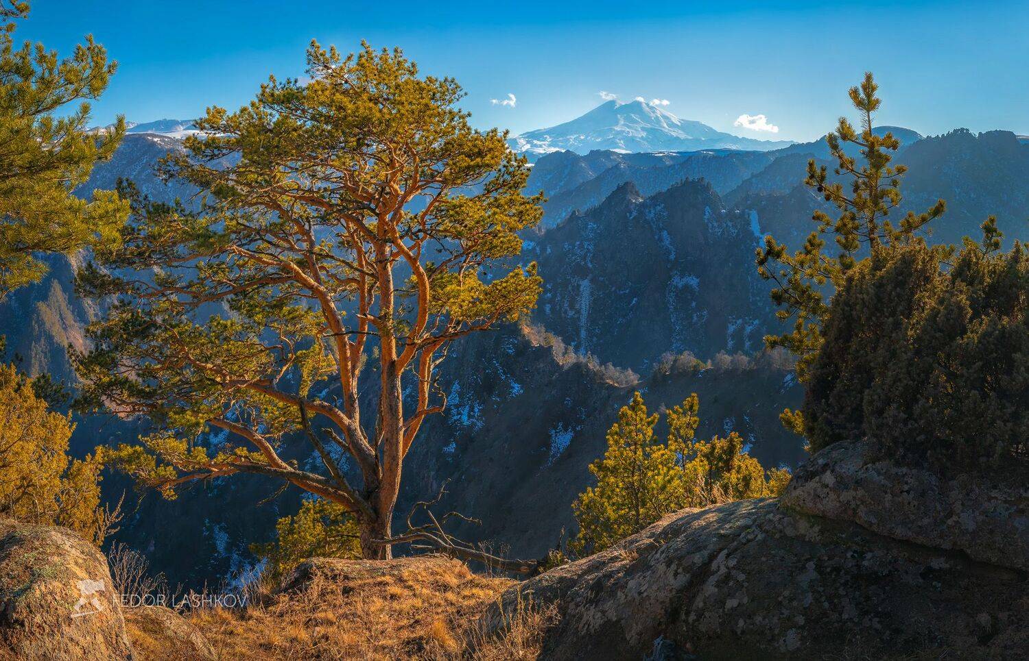 северный кавказ, джилу &ndash; су, эльбрус, кавказский хребет, весна, весна22, путешествие, горы, горное, национальный парк приэльбрусье, дерево, синий, сосна, одно дерево, днём, дневное, ущелье, скалы,, Лашков Фёдор