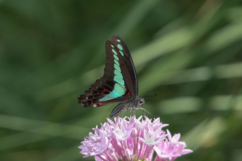 birds Graphium sarpedon фото превью