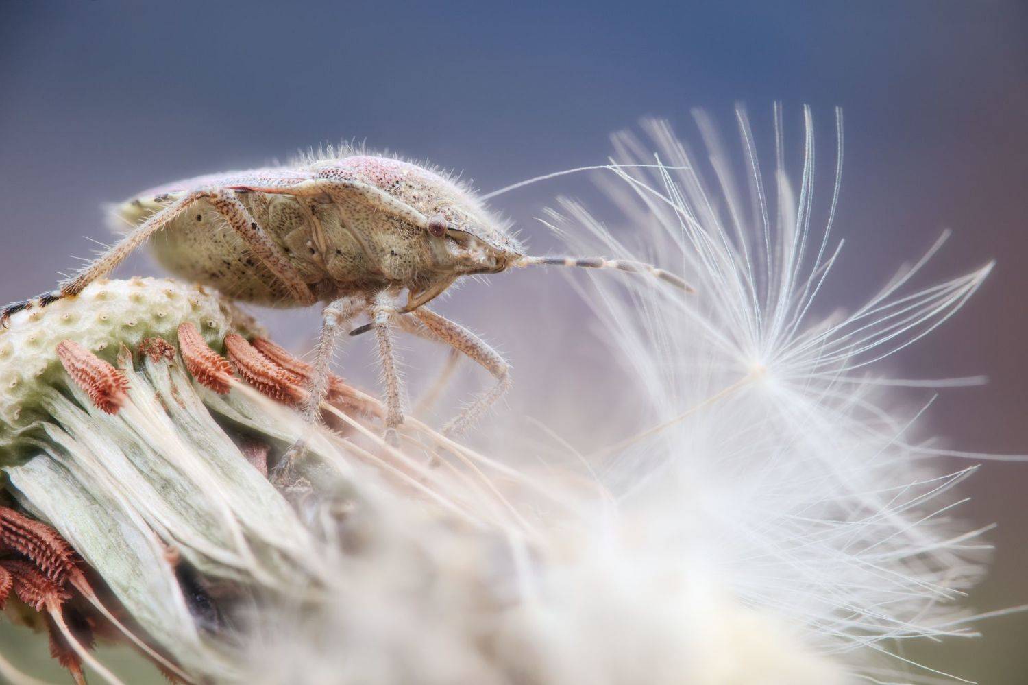 insect bug dandelion flower macro nature fine art, Panagiotis Dalagiorgos