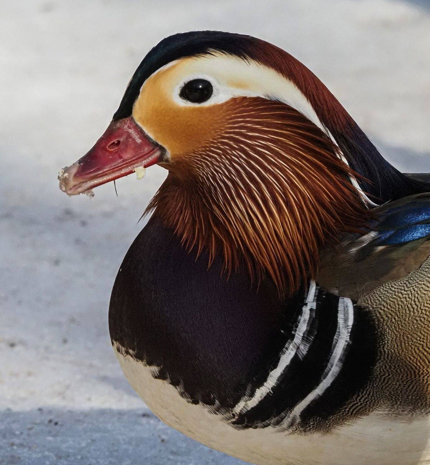 , Сергей Духанин