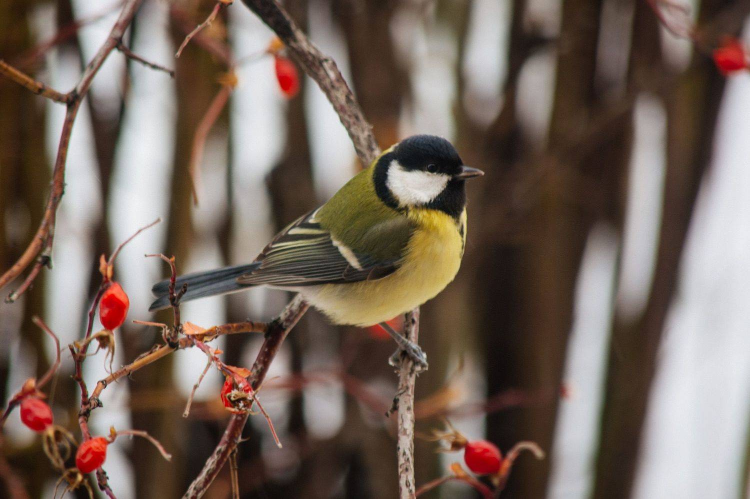 , Ольга Таланцева