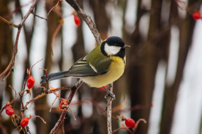 фото превью