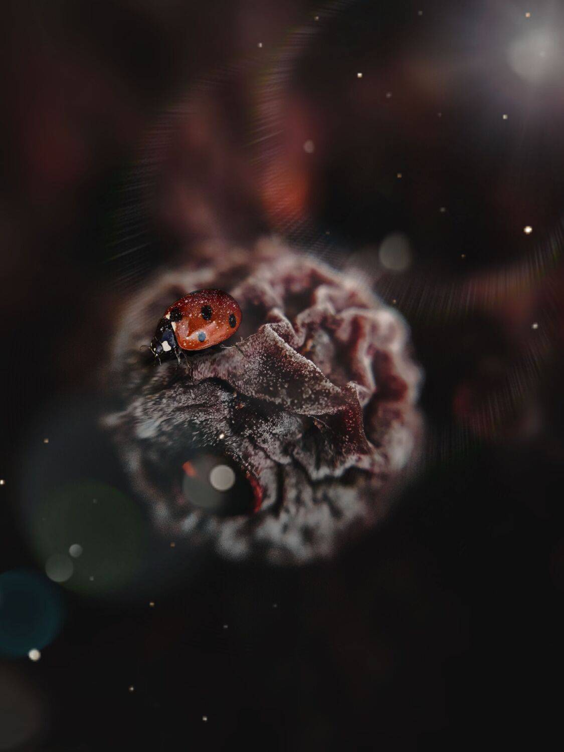 макро, природа,зима,снег,погода,настроение, Smirnova Olga