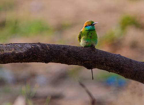 little green bee-eater