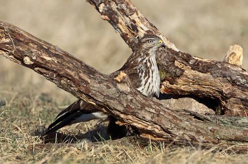 Замаскировался.