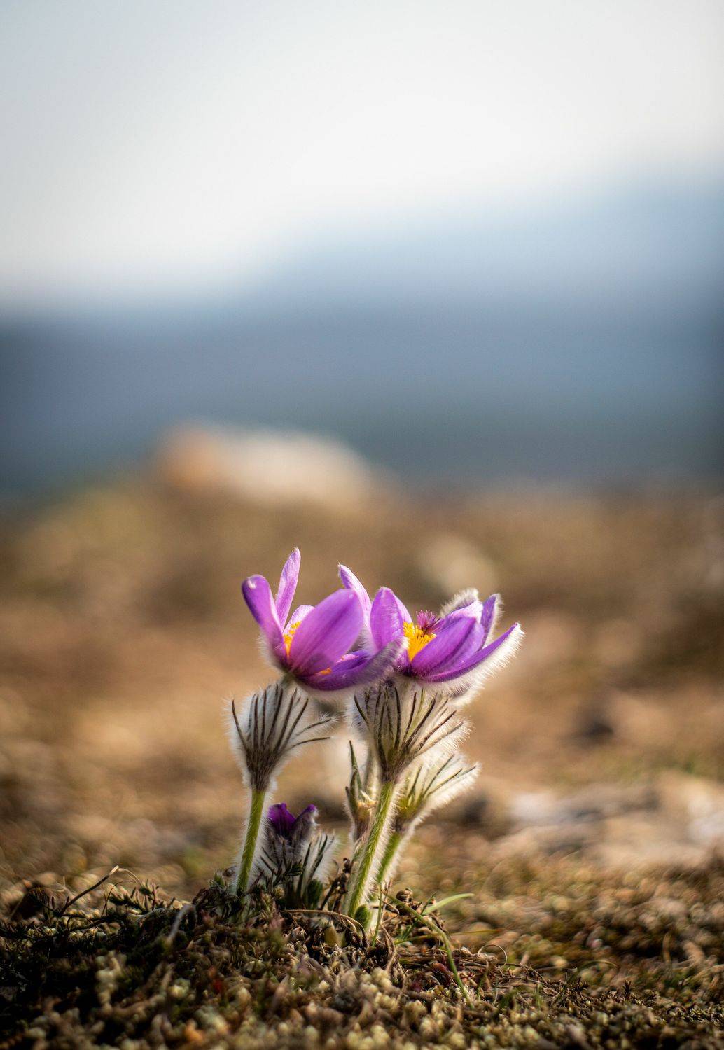 , Игорь Прошаков