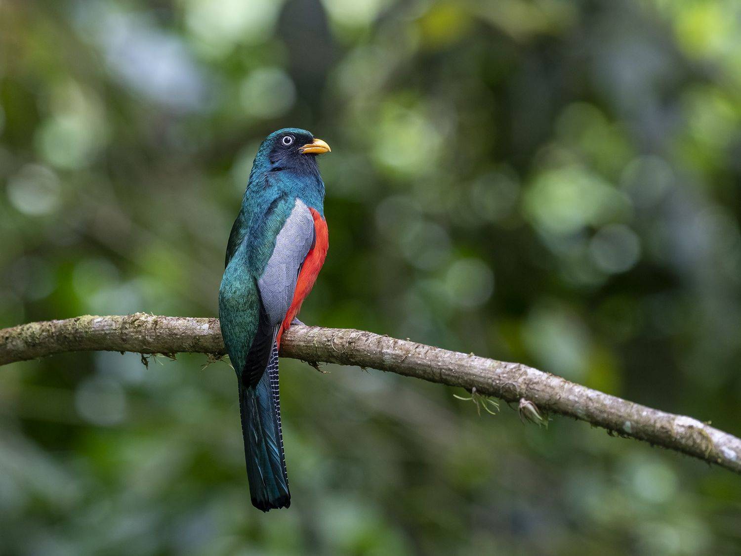 , Fernando Burgalin Sequeira