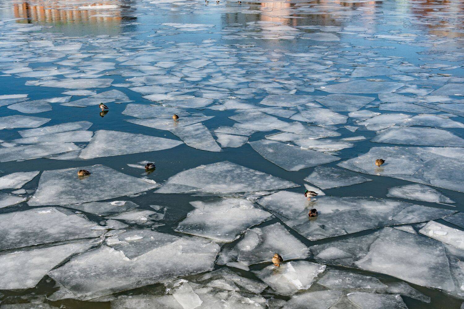 , Курлянцев Алексей