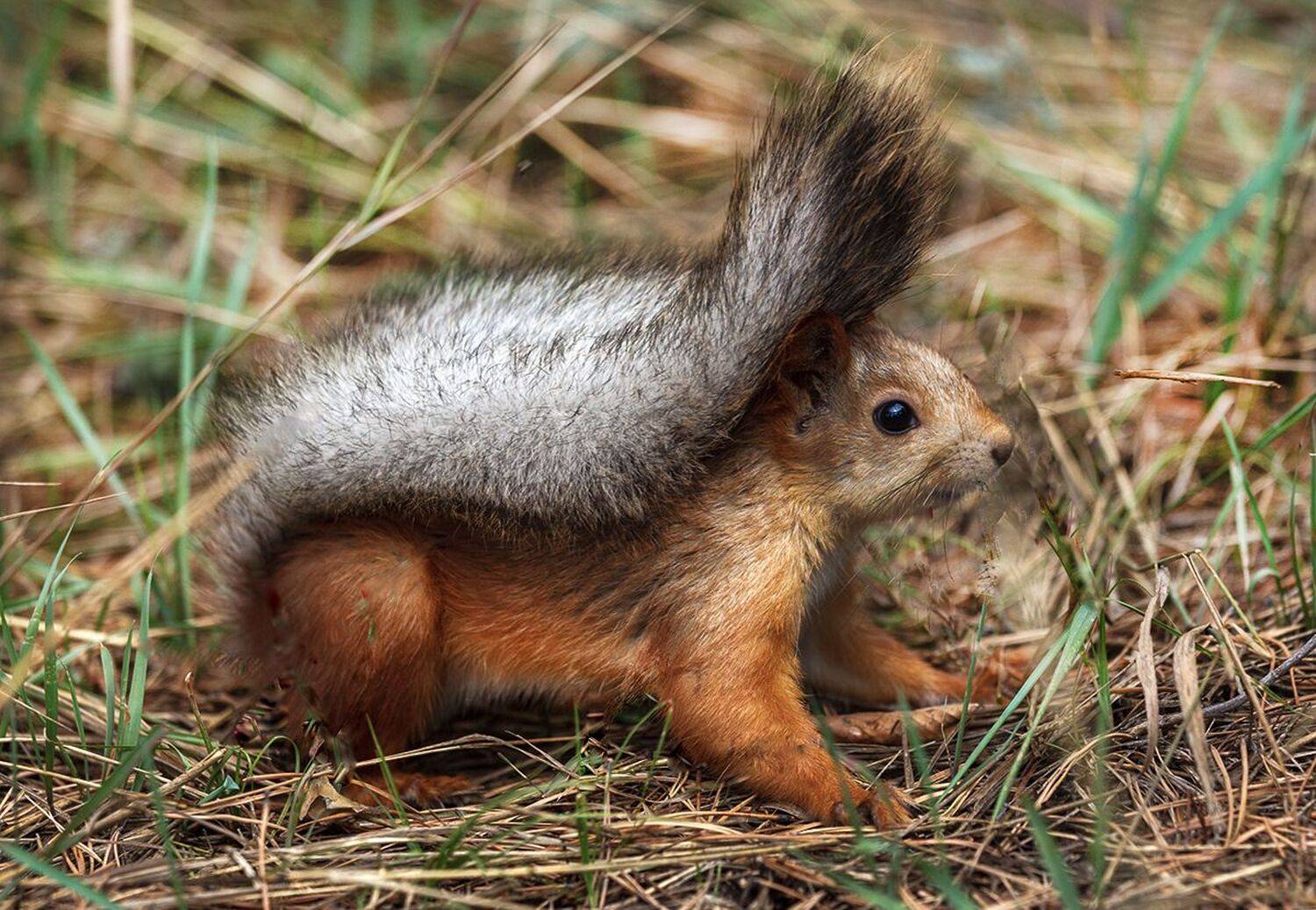 , Леонид Дьяченко