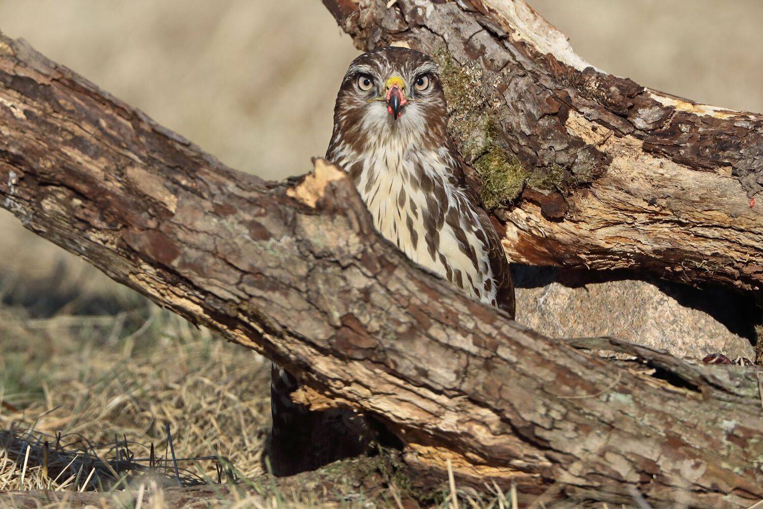 канюк, Александр Гусар