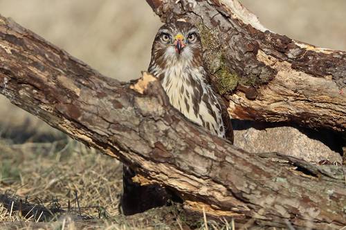 Смотри в глаза.