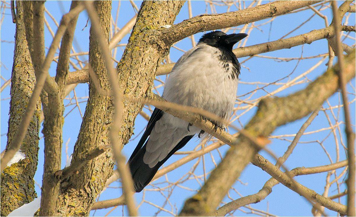 москва, парк, ворона, АНАТОЛИЙ ДОВЫДЕНКО
