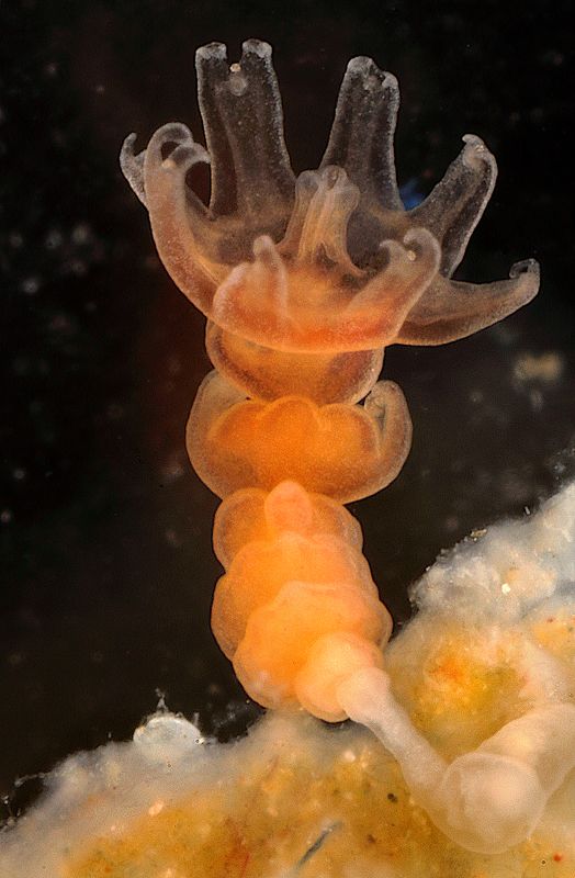 Полидисковая стробиляция фото превью