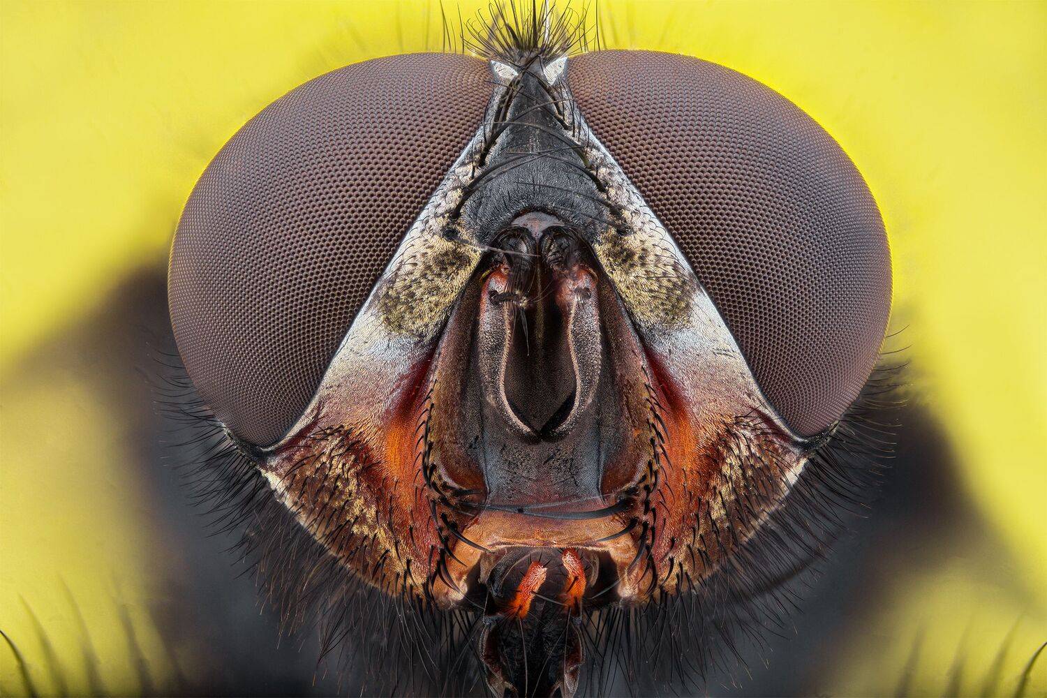 ceclii, macro, Tsvetan Ganev