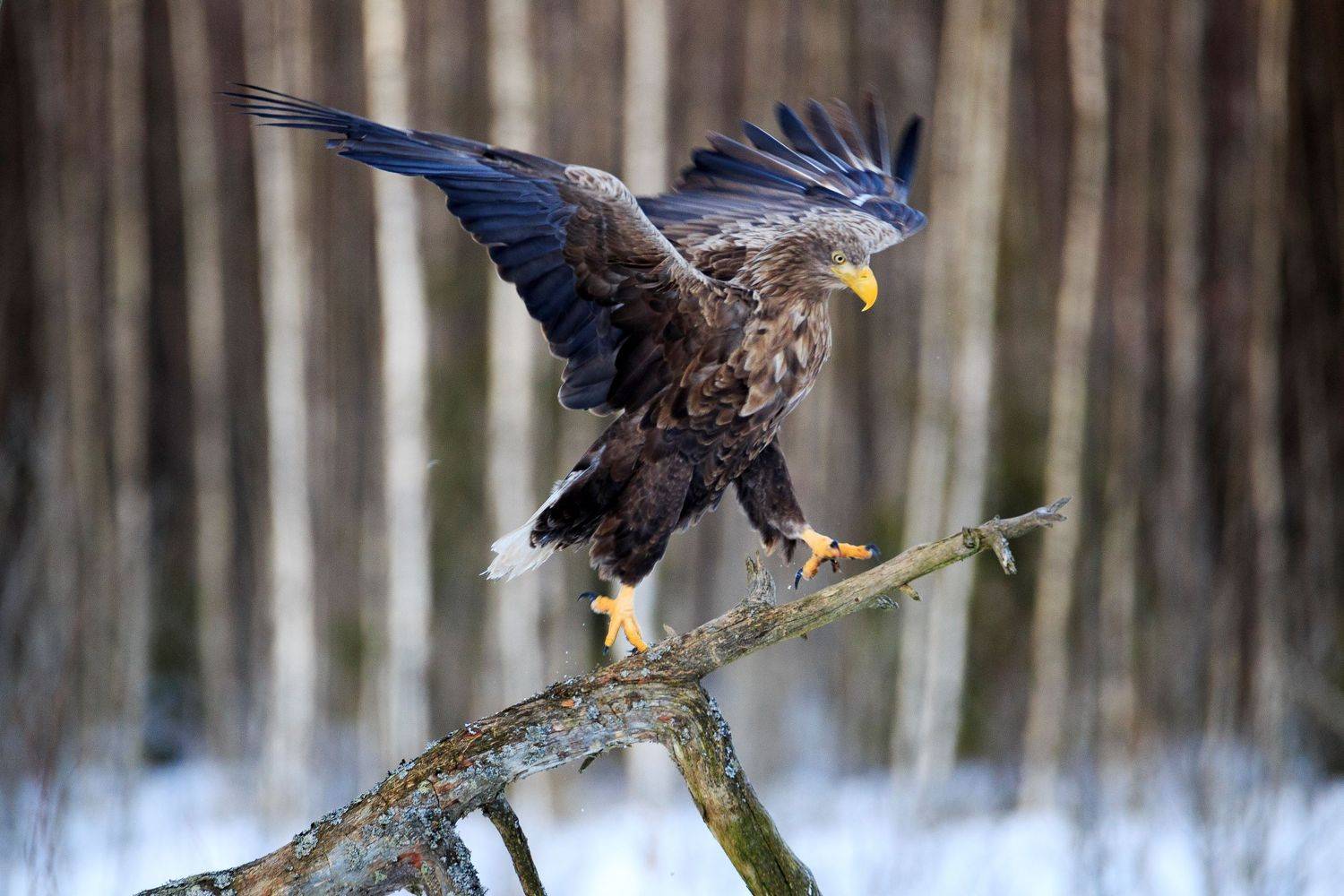 , Проценко Татьяна