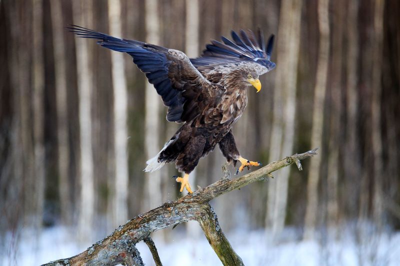 Аристократ неба фото превью