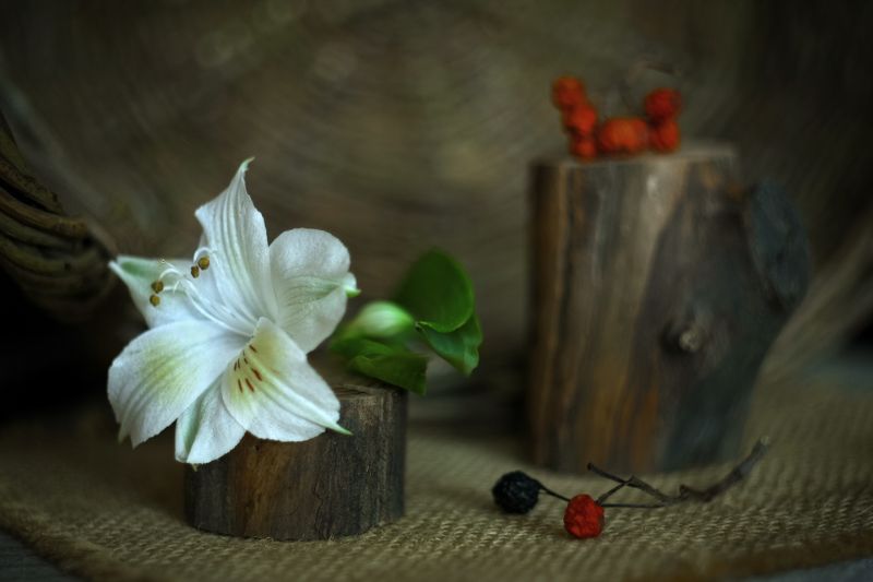 натюрморт *** фото превью